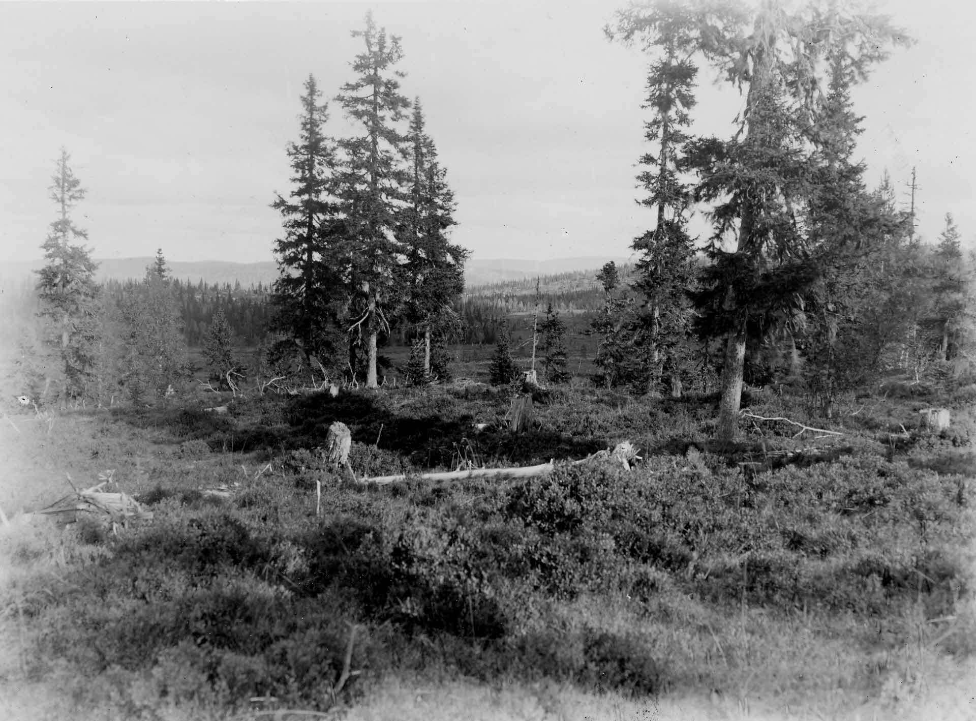 dimension g´harvested forest 