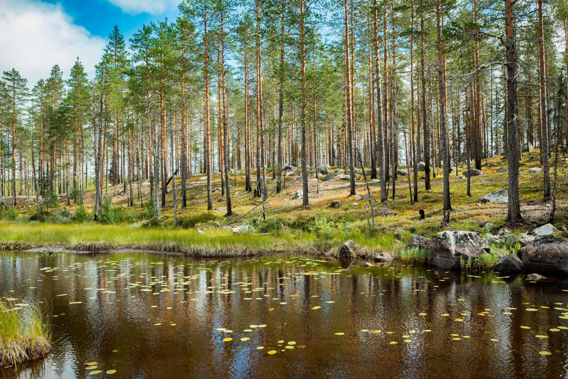 Naturvårdsbränd skog vid en tjärn