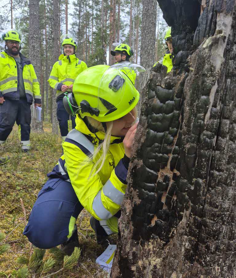 en skogsmaskinförare kollar efter kolflarnlav på en bränd stubbe
