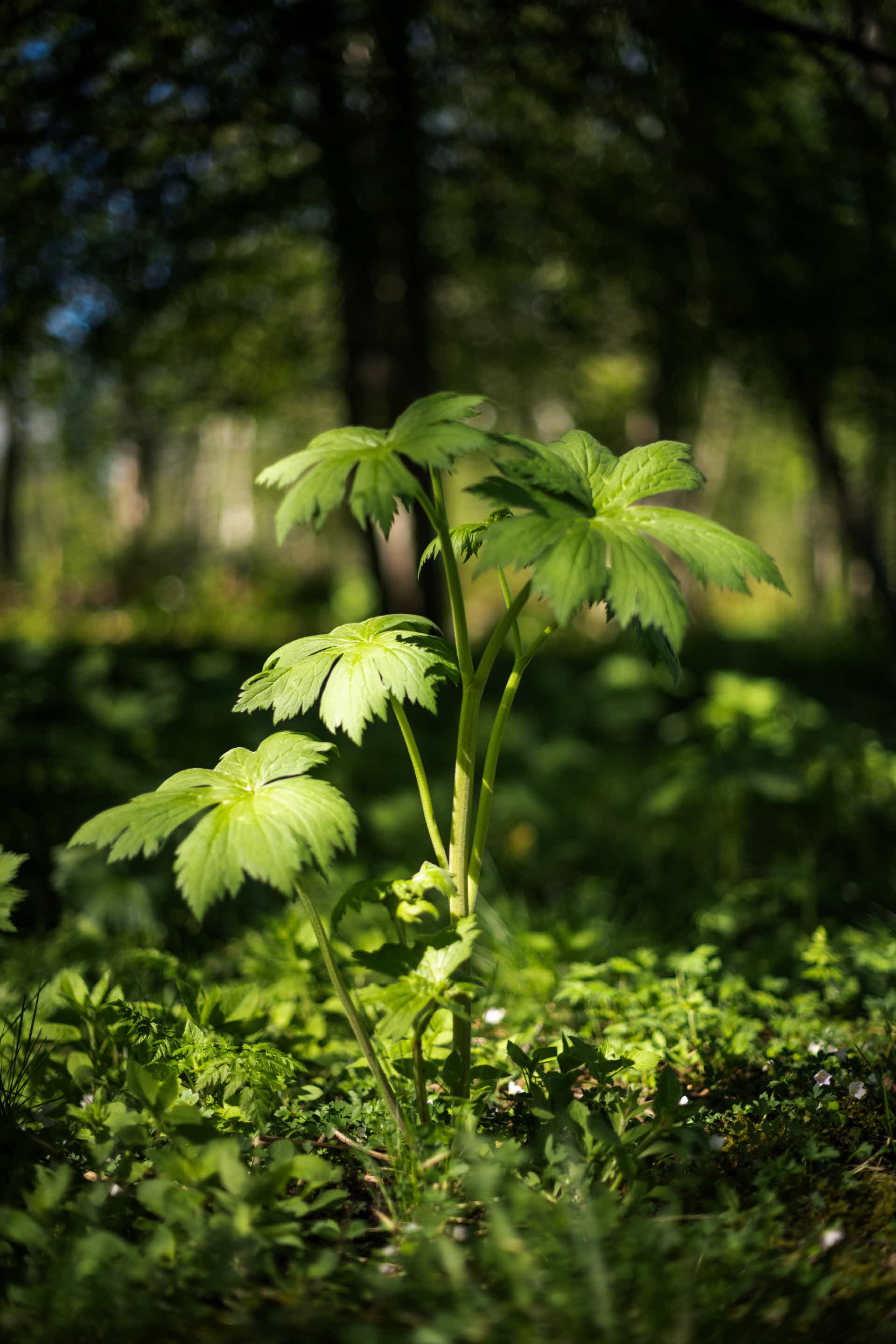 Greenery in the forest.