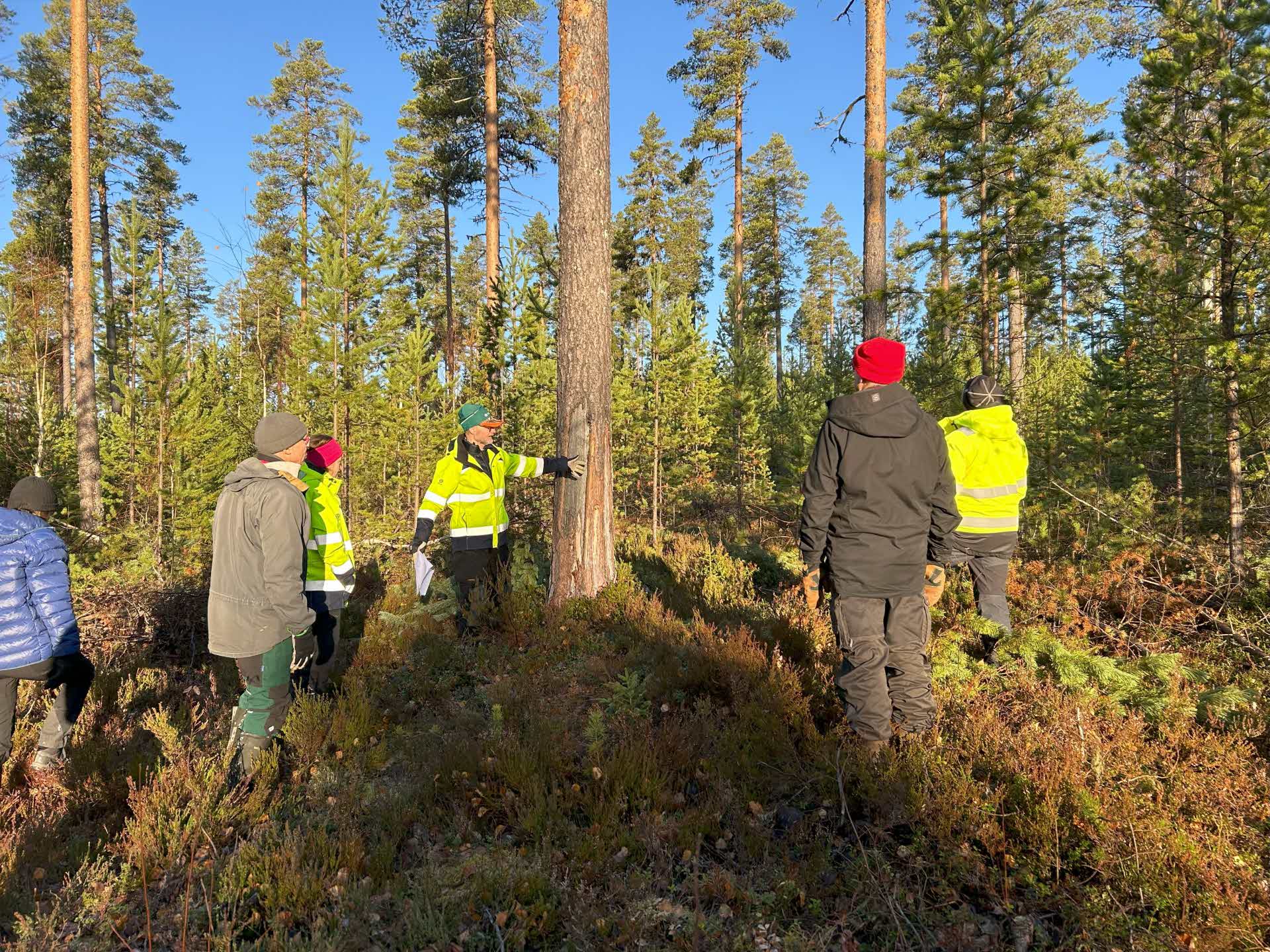 Katade tallar i Sörgraninge