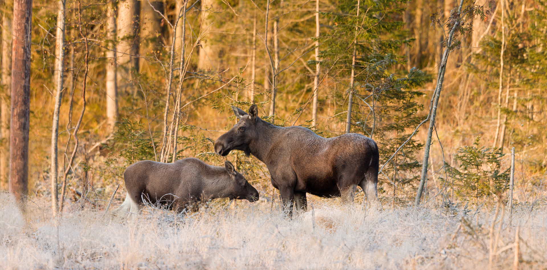 älgar i skogen