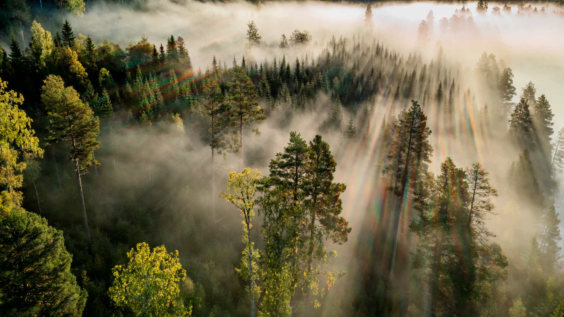 A drone image of a forest shrouded in mist.