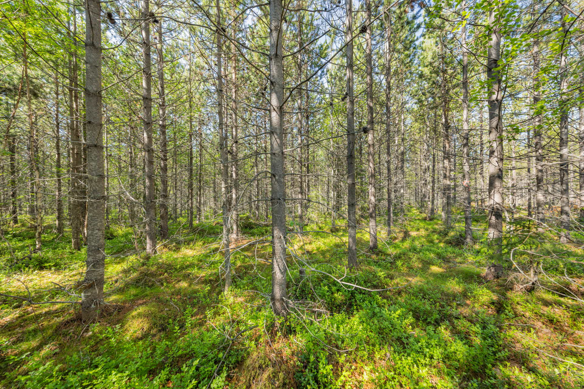 ett fint contortatallbestånd