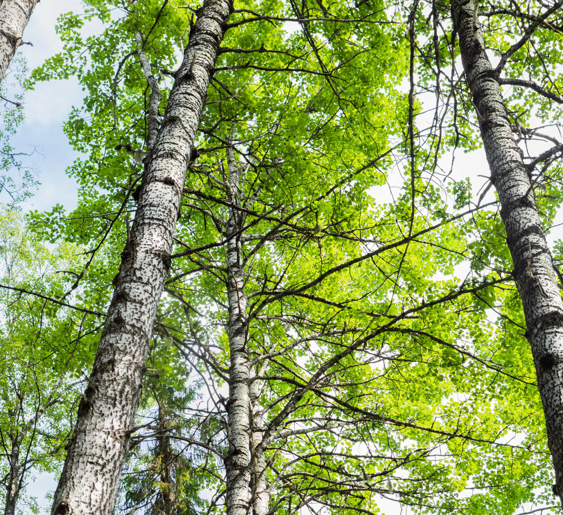 Old deciduous forest