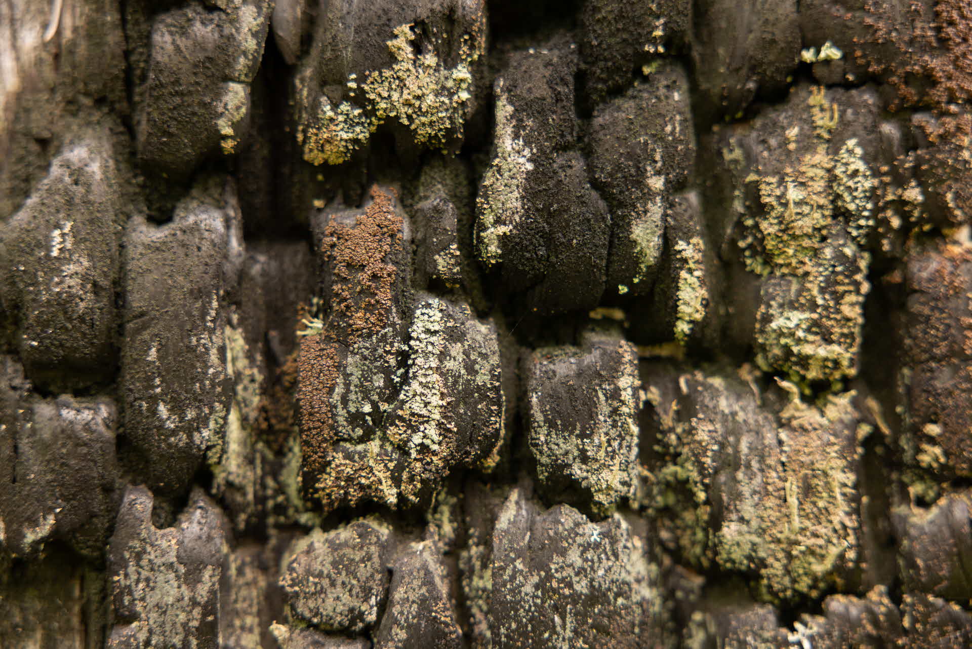 Carbonicola anthracophila