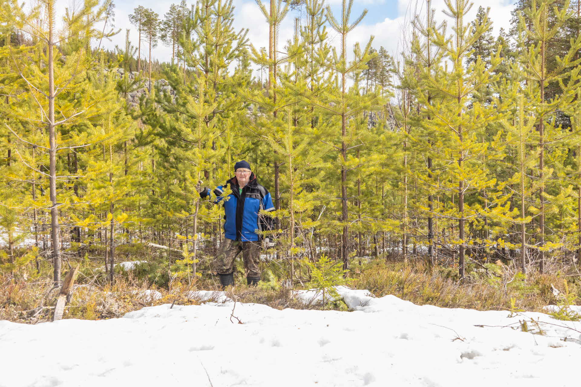 Tore Öberg kikar fram mellan träden i ett tallbestånd.