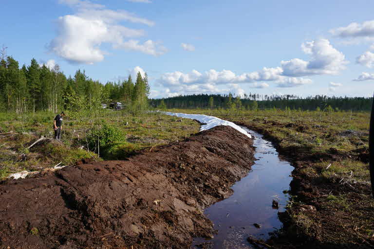 Vall på myr