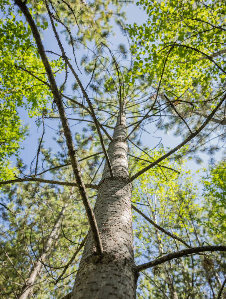 grenar på en contorta tall