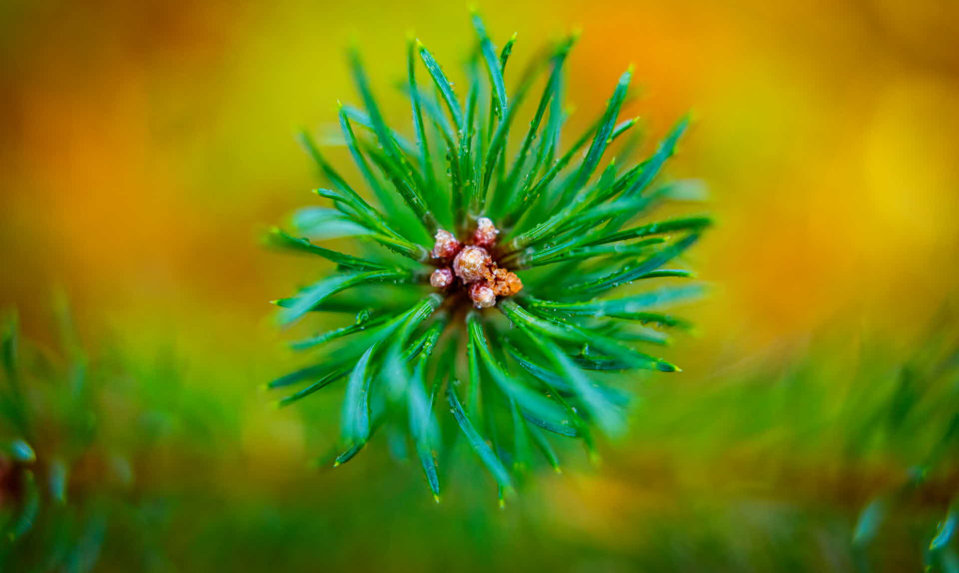 Closeup on a pine twig.