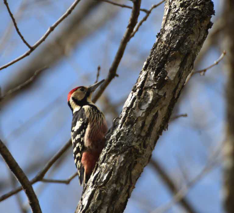 white wood pecker