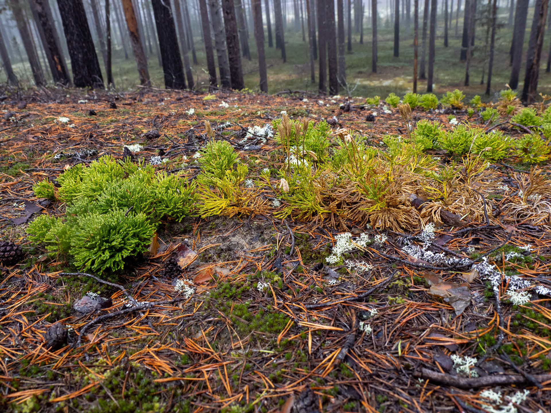 Mellanlummer (Lycopodium zeilleri) 