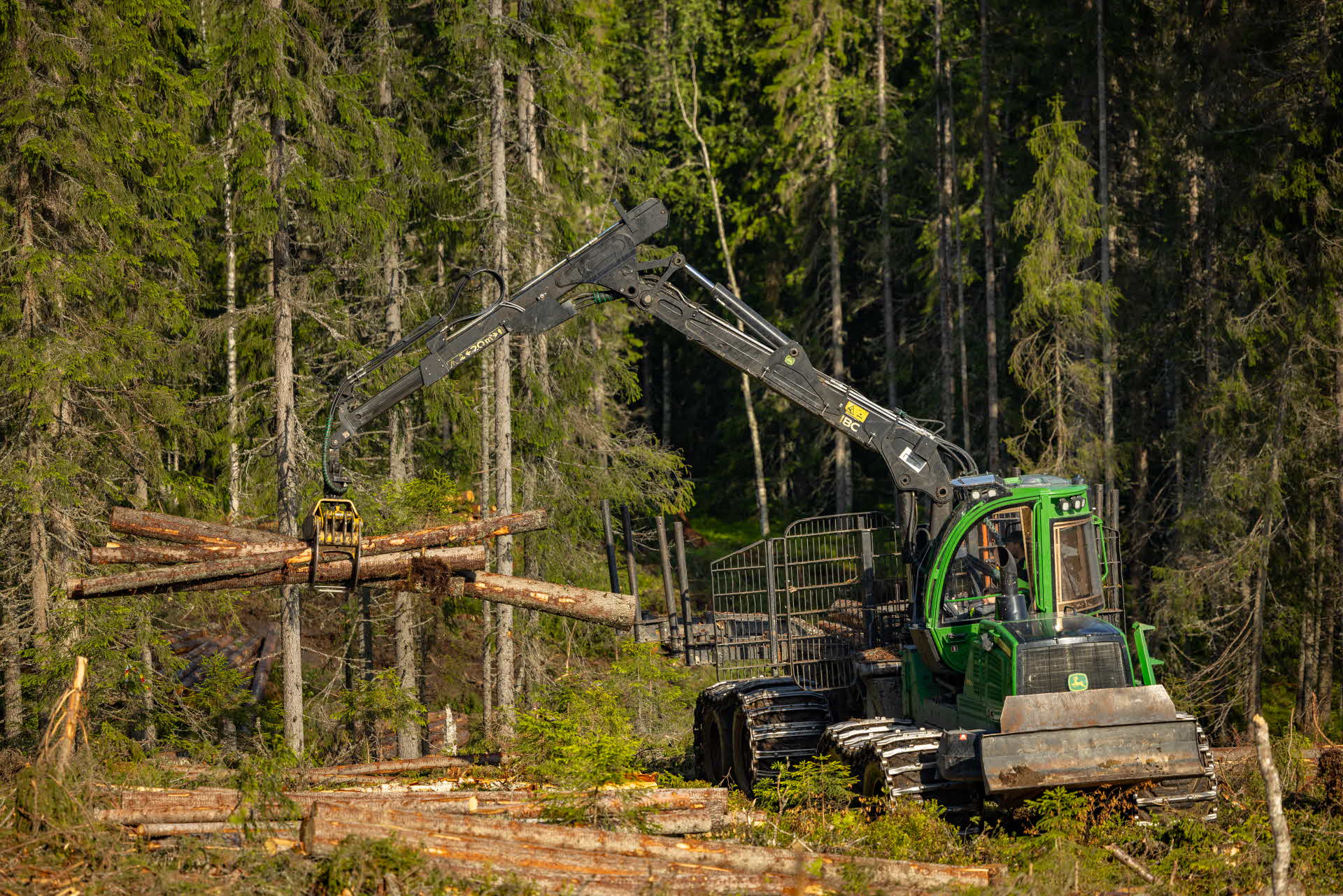 föryngringsavverkning