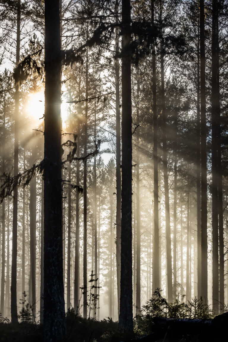 Skog i motljus