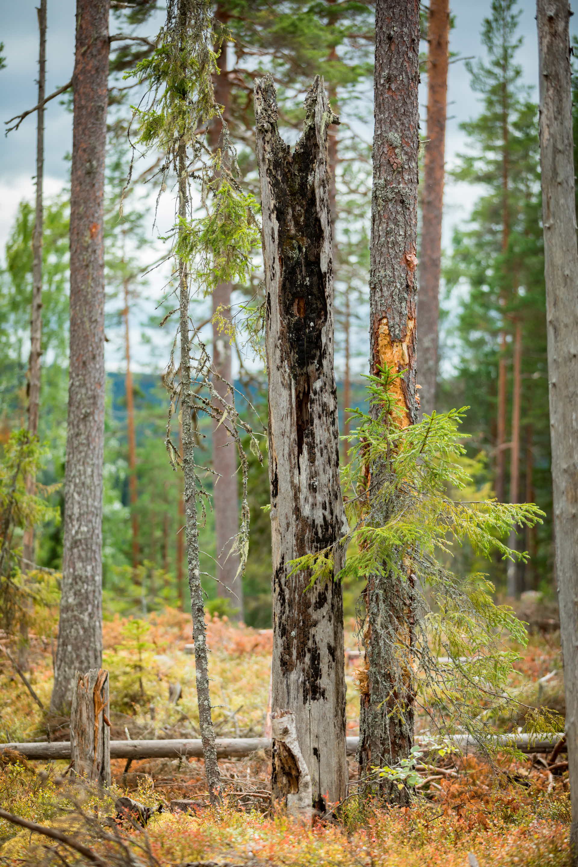 Bränd ved