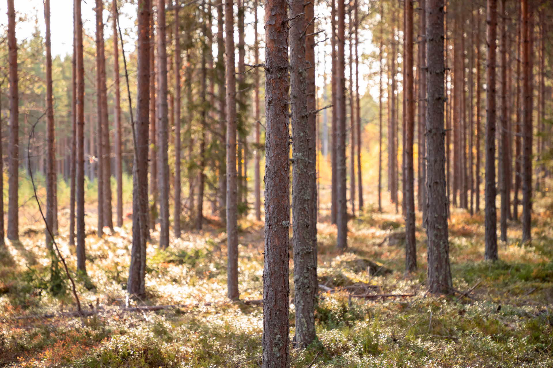 A pine forest.