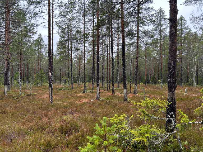Low-productive forest land