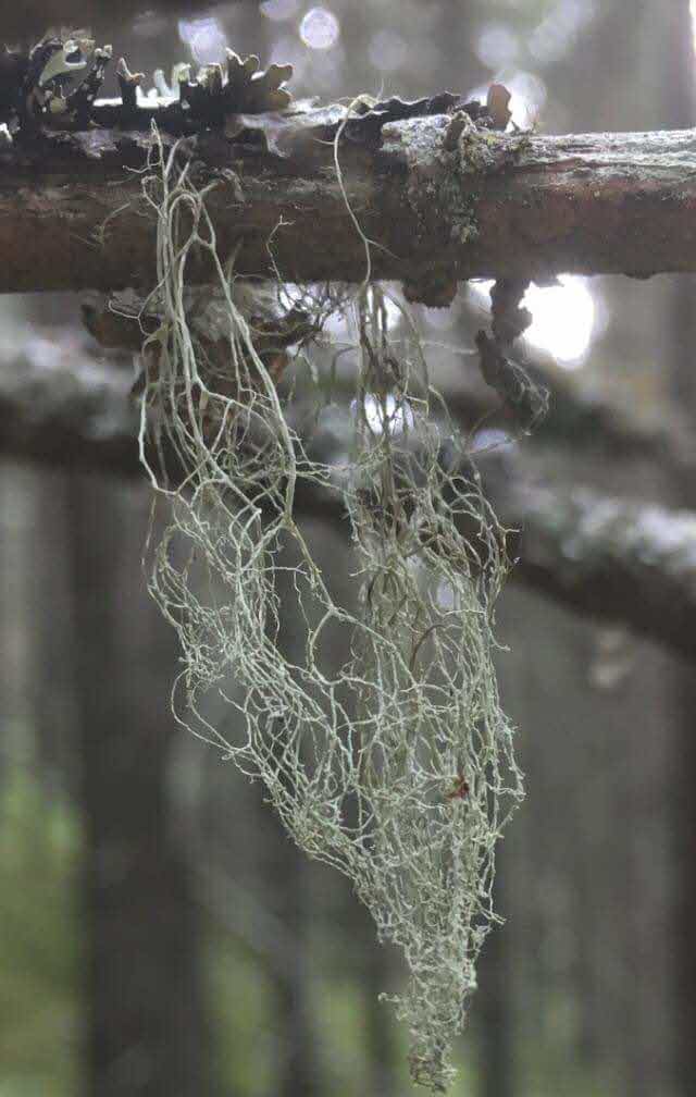 Angel’s hair lichen