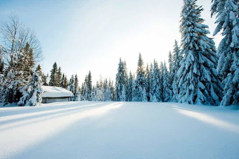 SCA - Vi drivs av skogens kraft