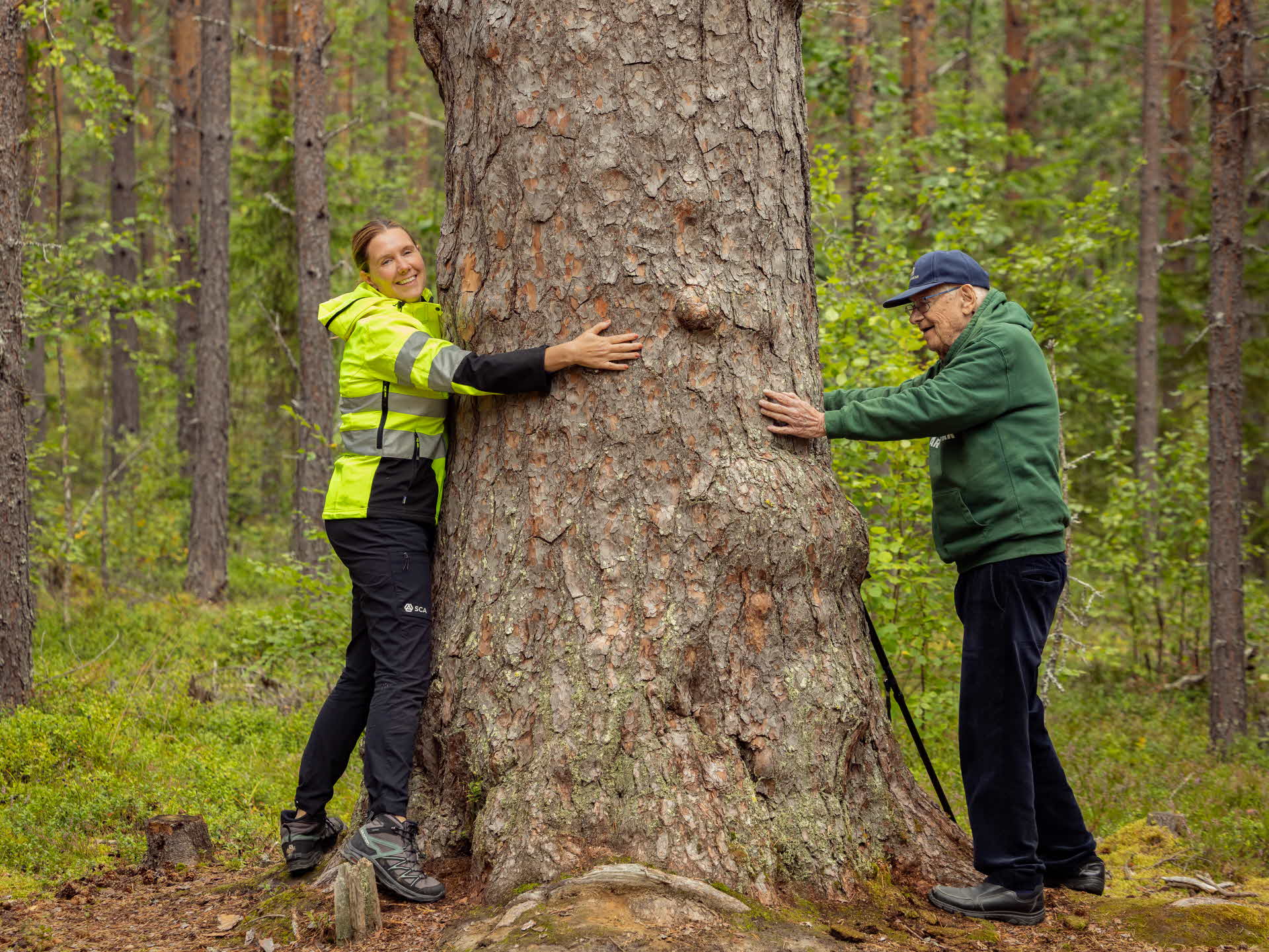 SCAs skötselansvarige och Sven Elfving vid den största tallen