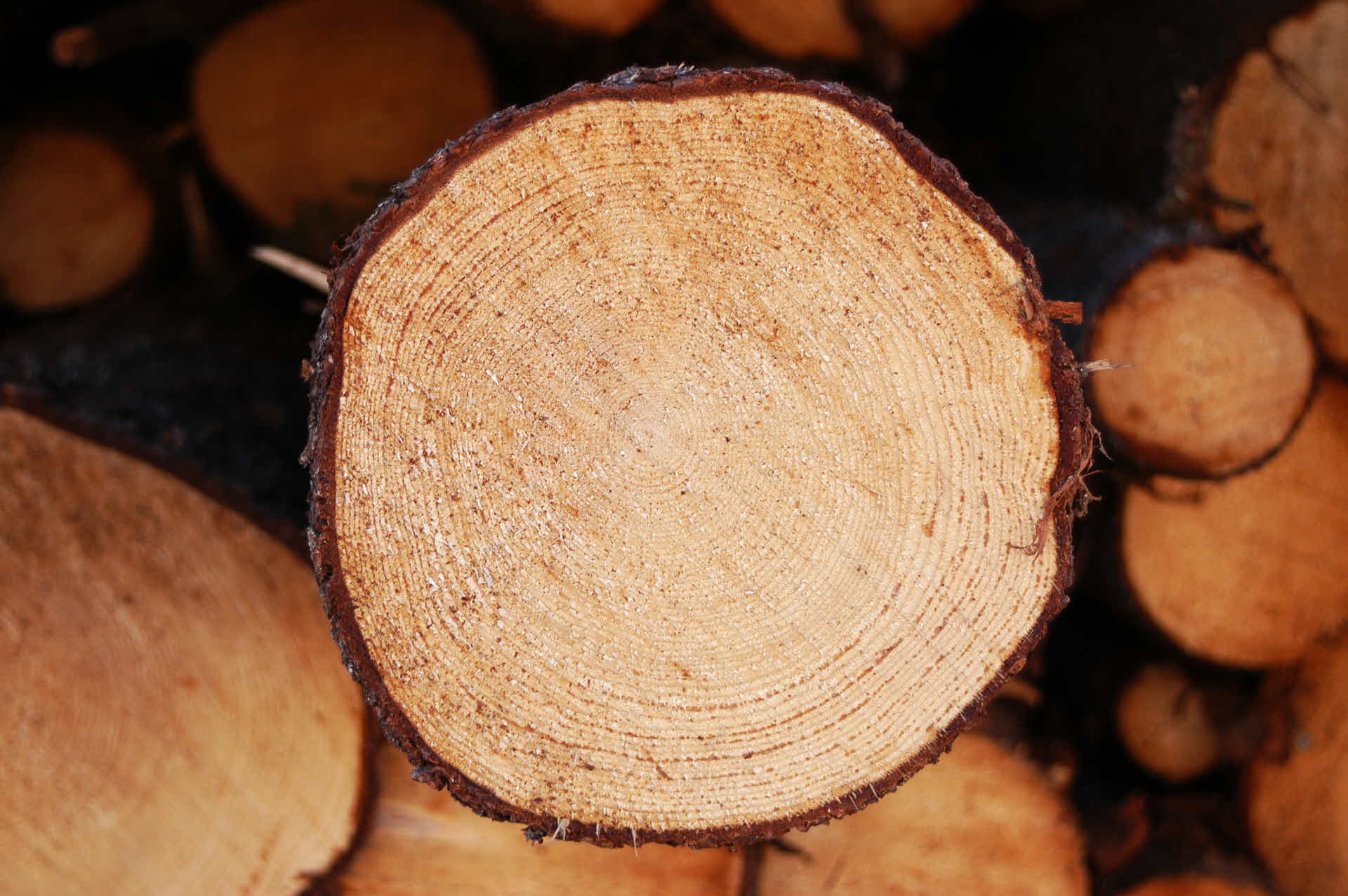 A cross-section of a log.