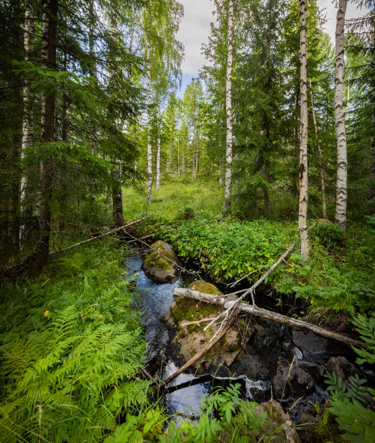 bäckmiljö