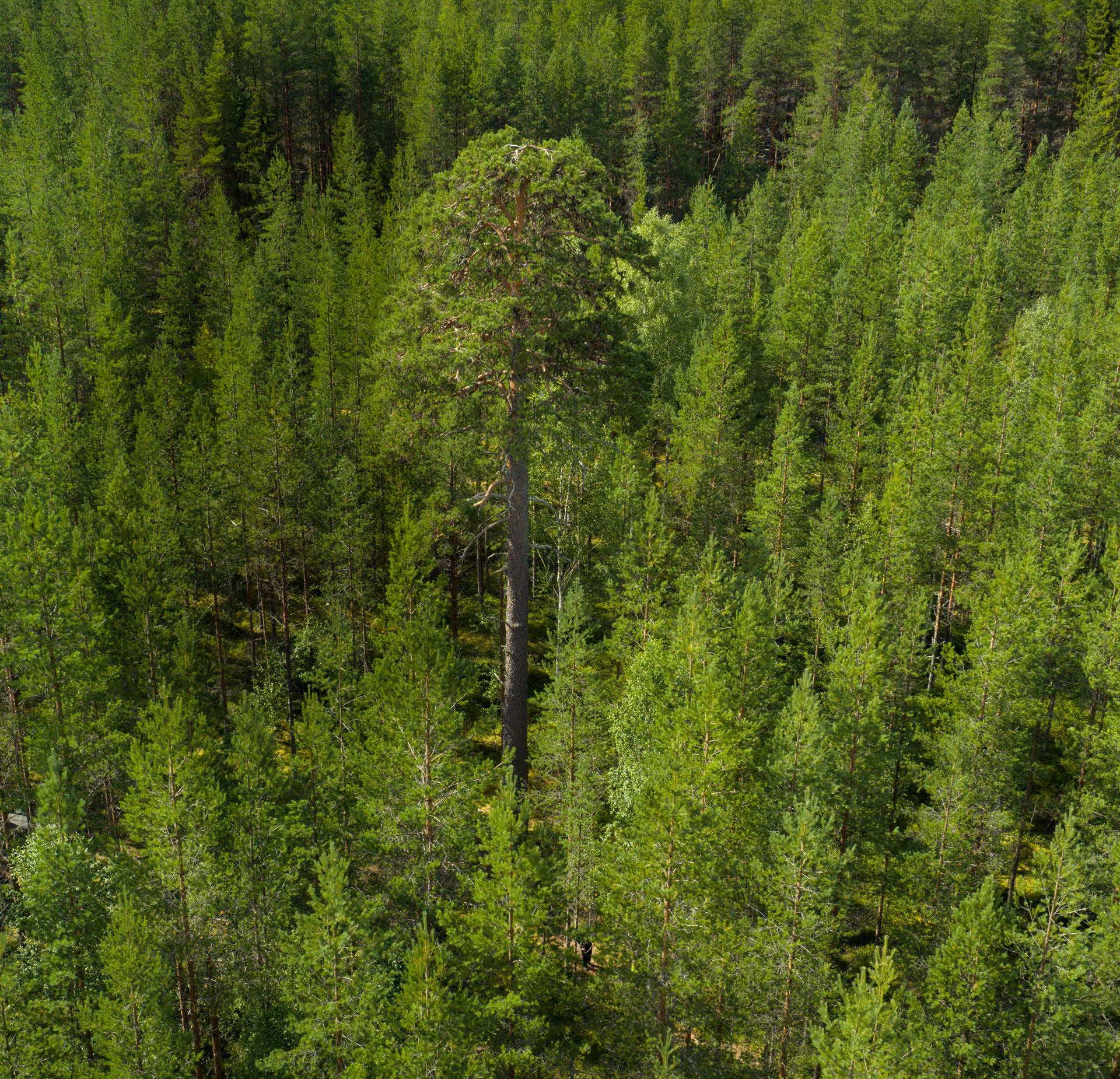 Dden största Vasatallen omgoiven av skog