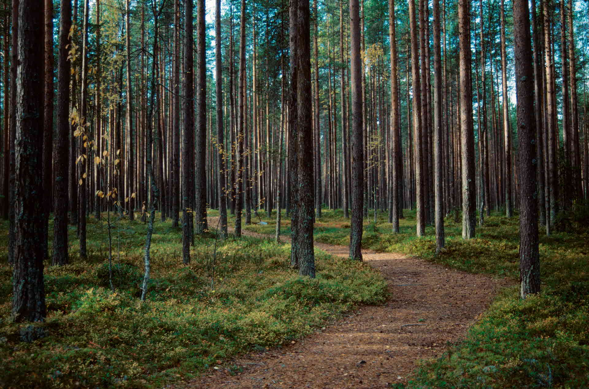 En stig i en skog.