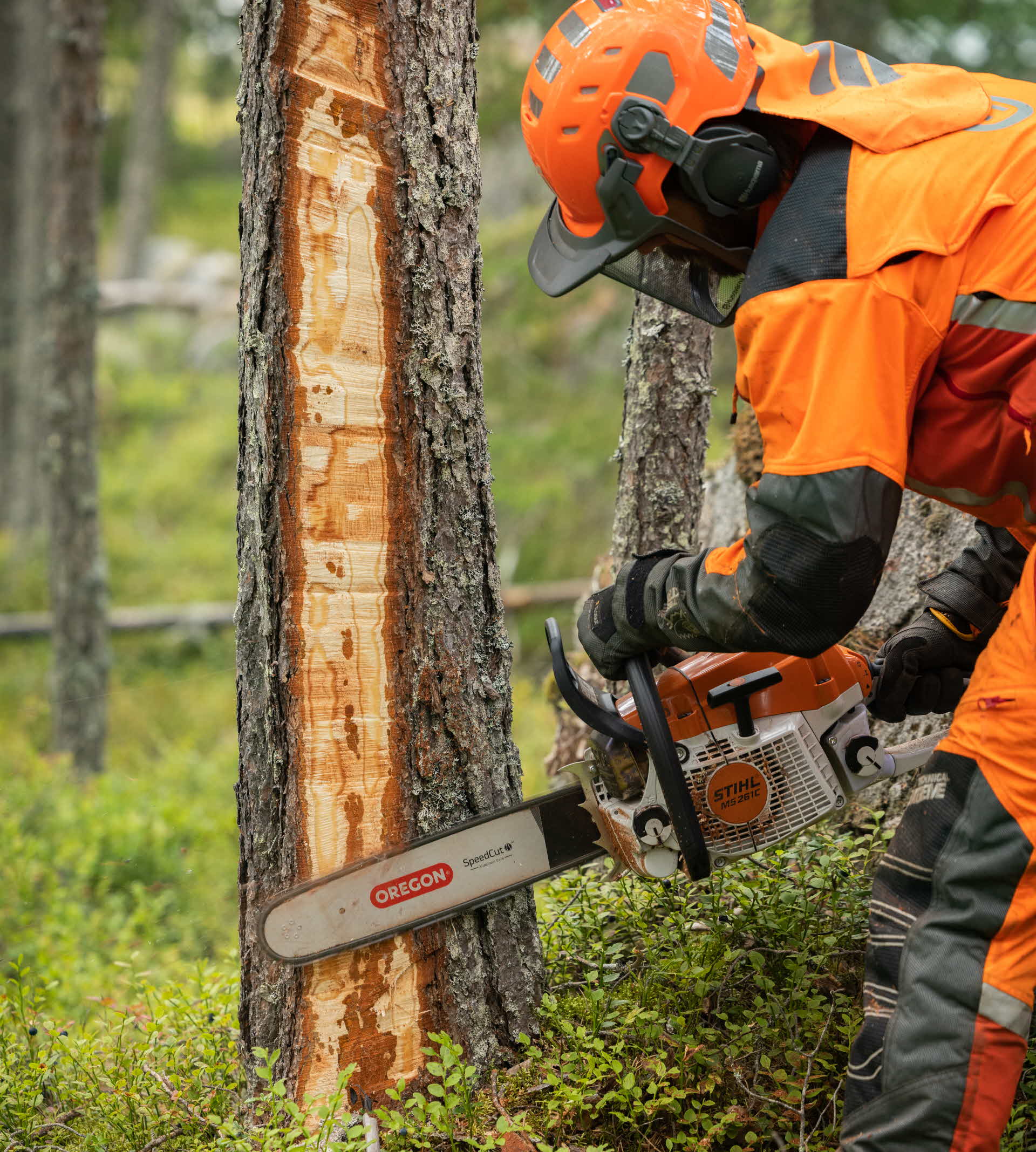 partial debarking of a pine