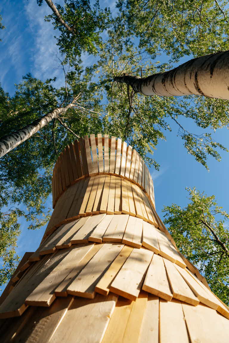 Gapahuken vender opp mot bjørketoppene.
