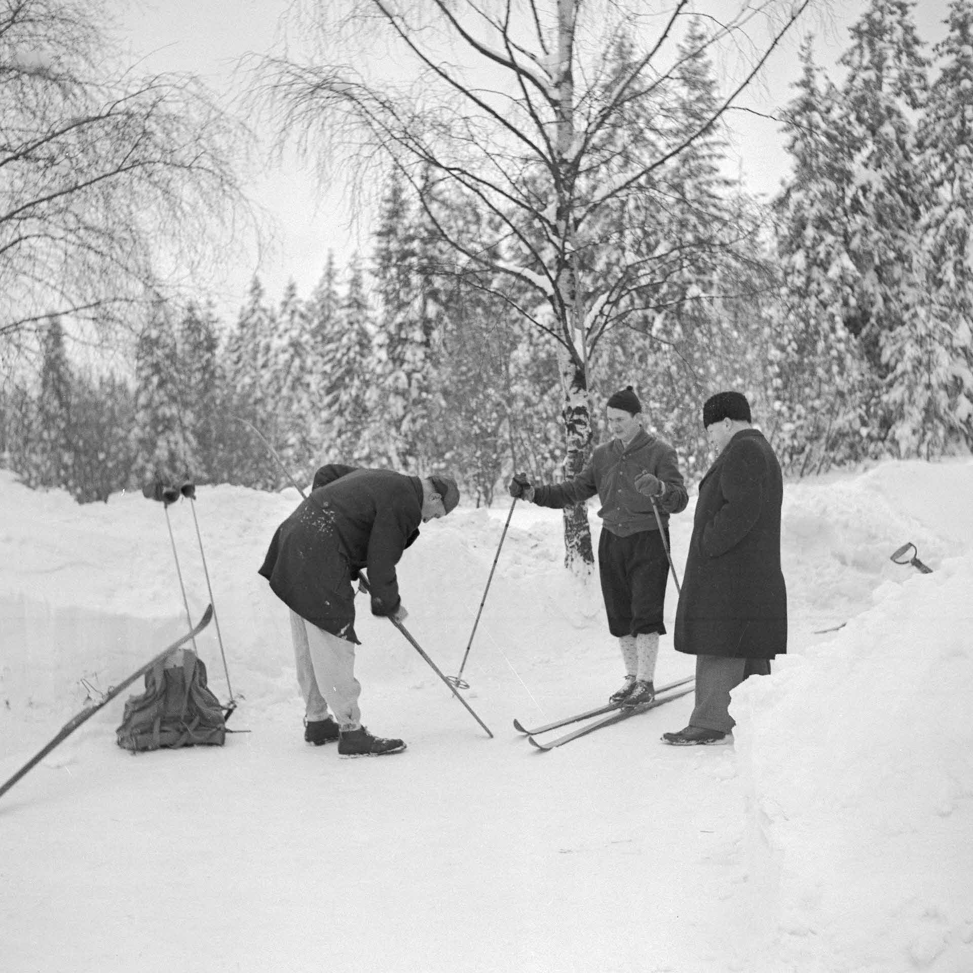 Skidåkning i skogen