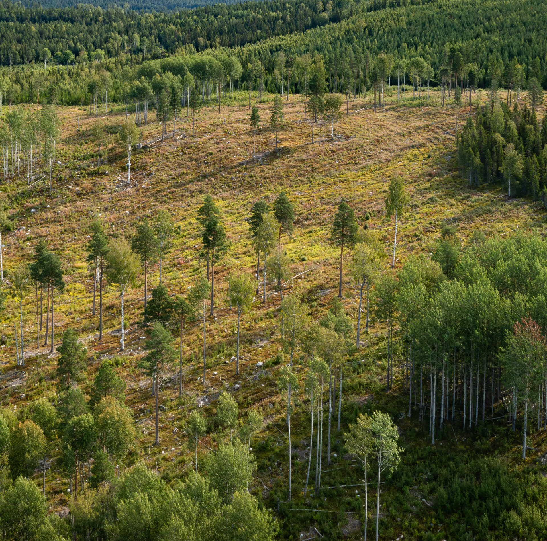 harvested area with basic retention