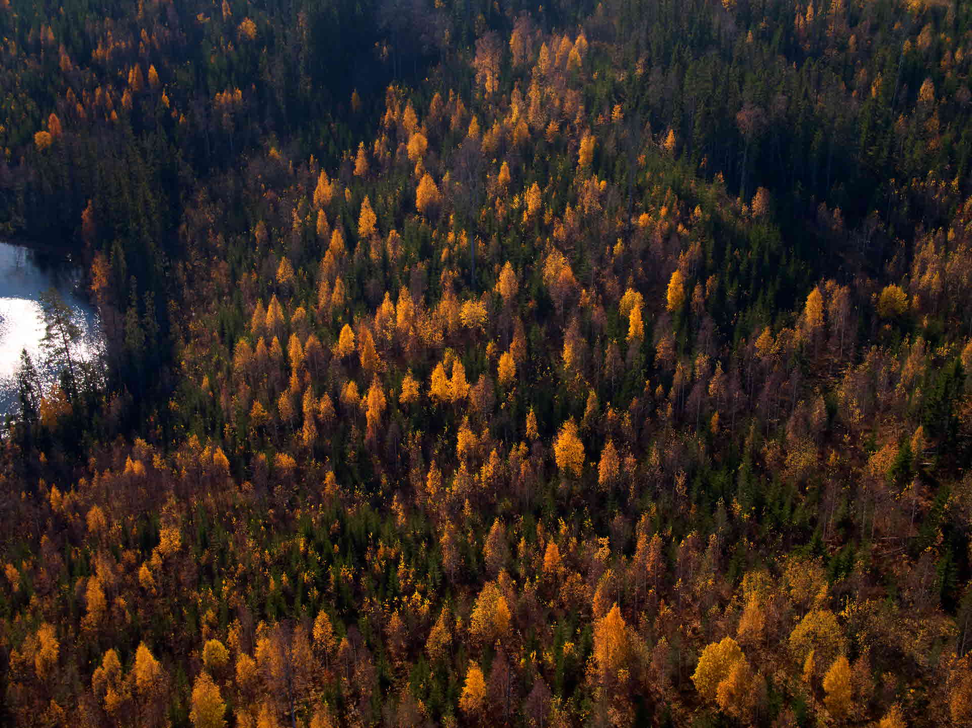 En skog på hösten.