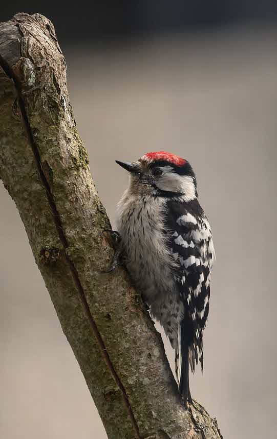 Lesser spotted woodpecker