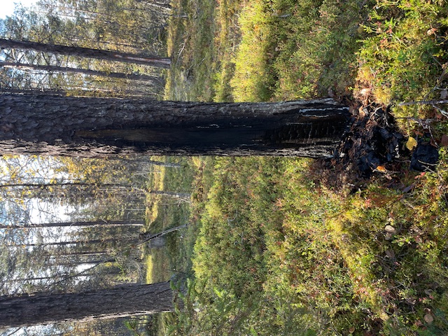 bränd tall
