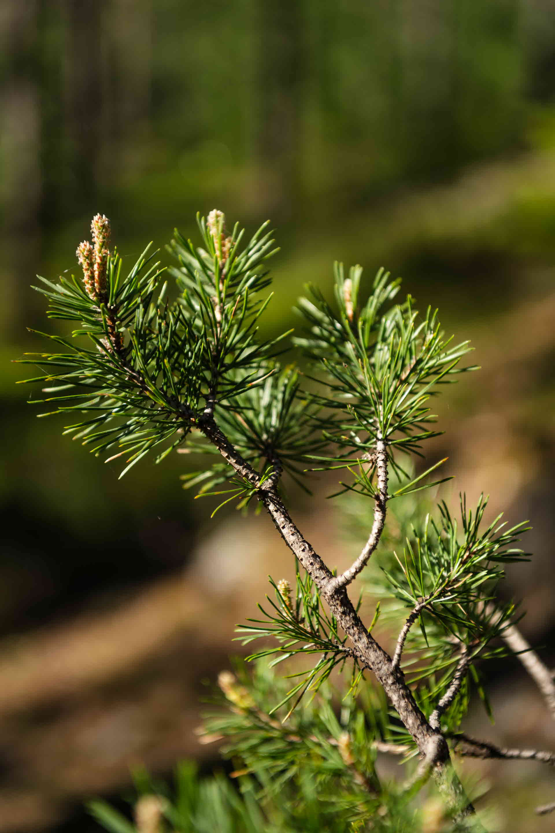 A pine branch.