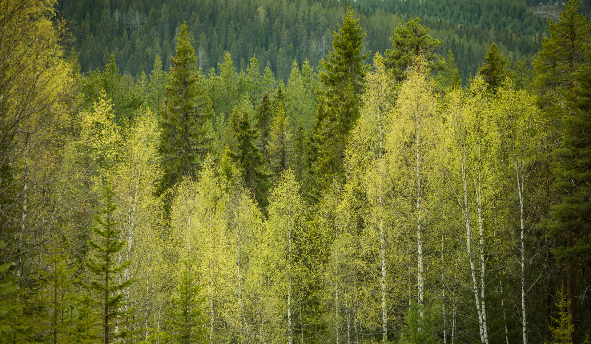 Vinterskog i solnedgång.