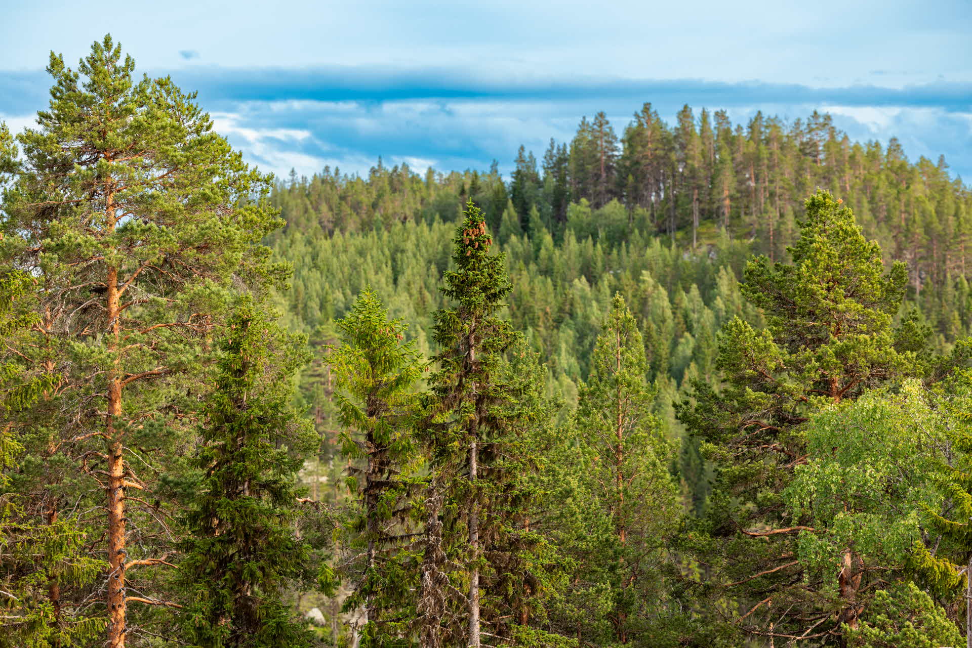 Pines and spruces in a forest.