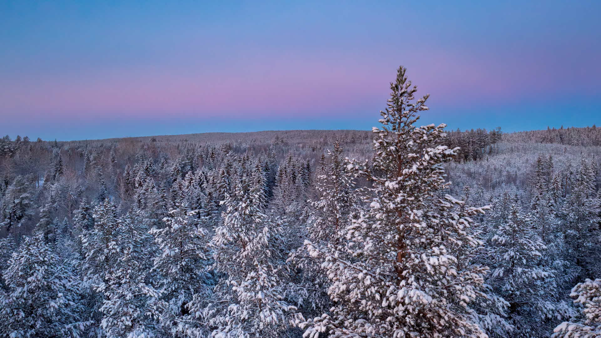 A forest covered in snow, in a sunset.