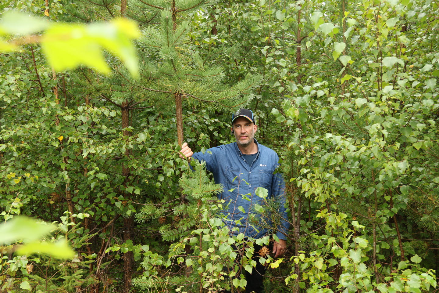Oskött skog med dålig röjning, ca 12 år efter avverkning med Örjan Harila