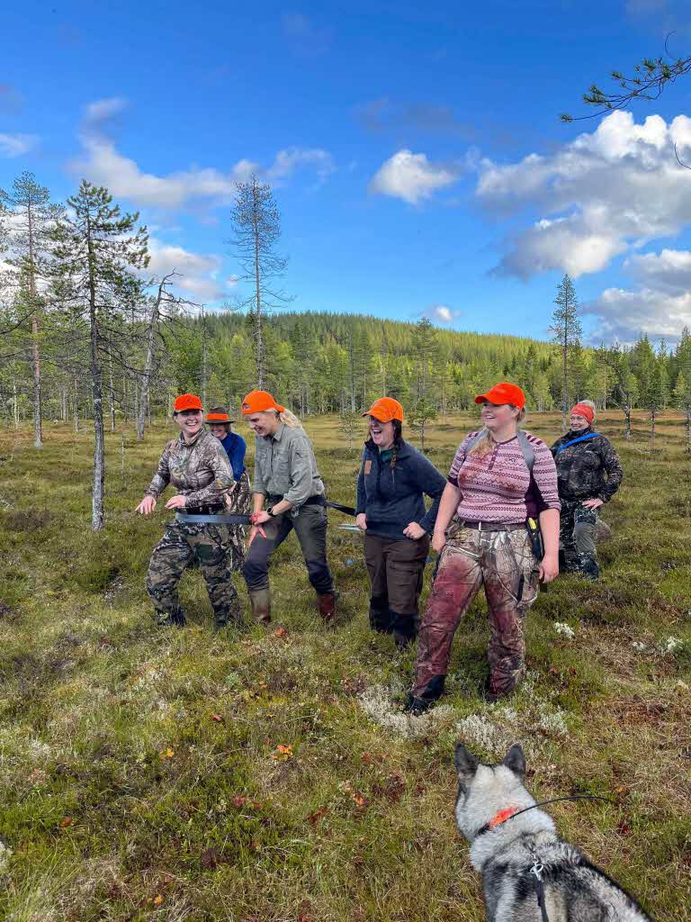 Jaktlaget drar fram en älg