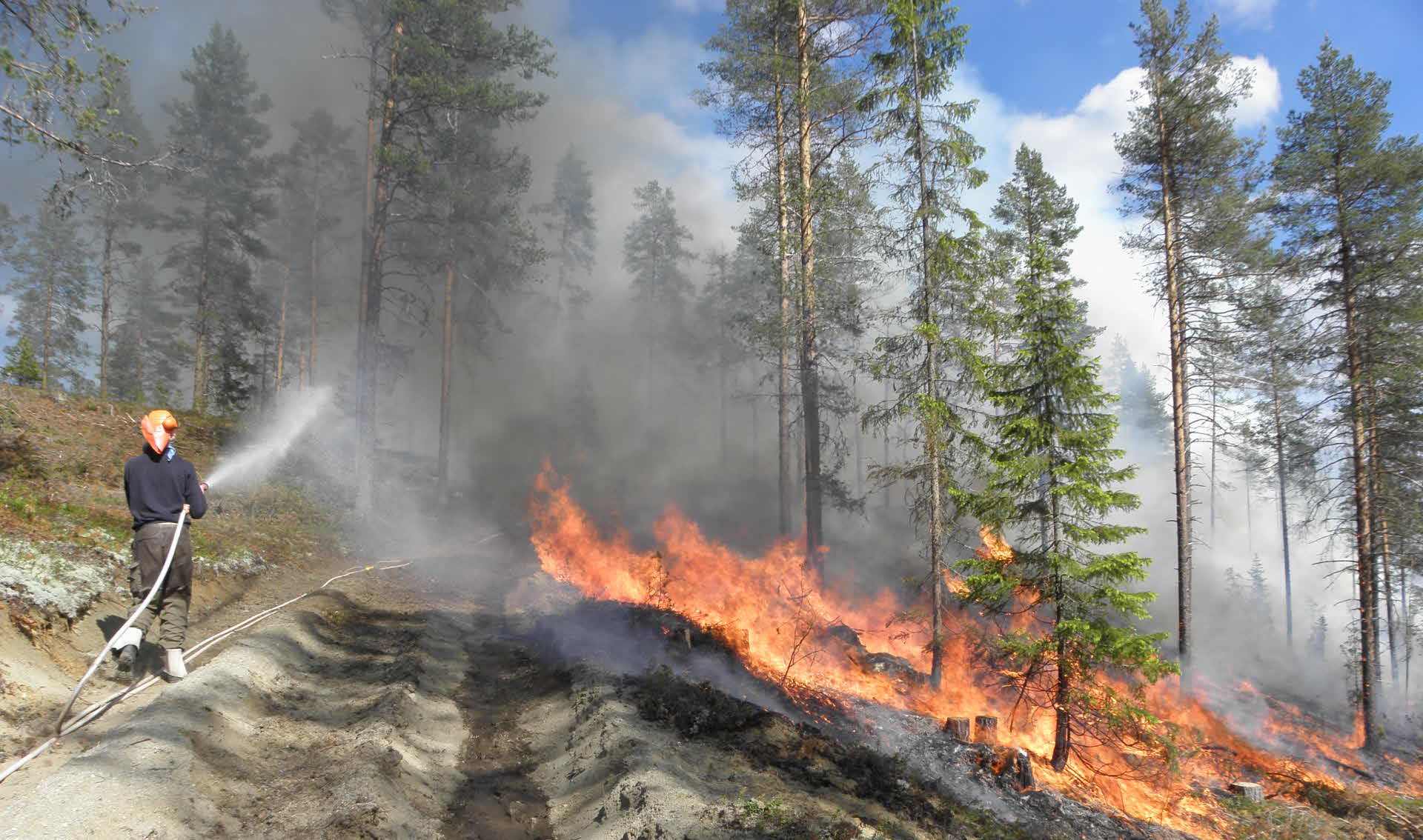 Naturvårdsbränning i skog