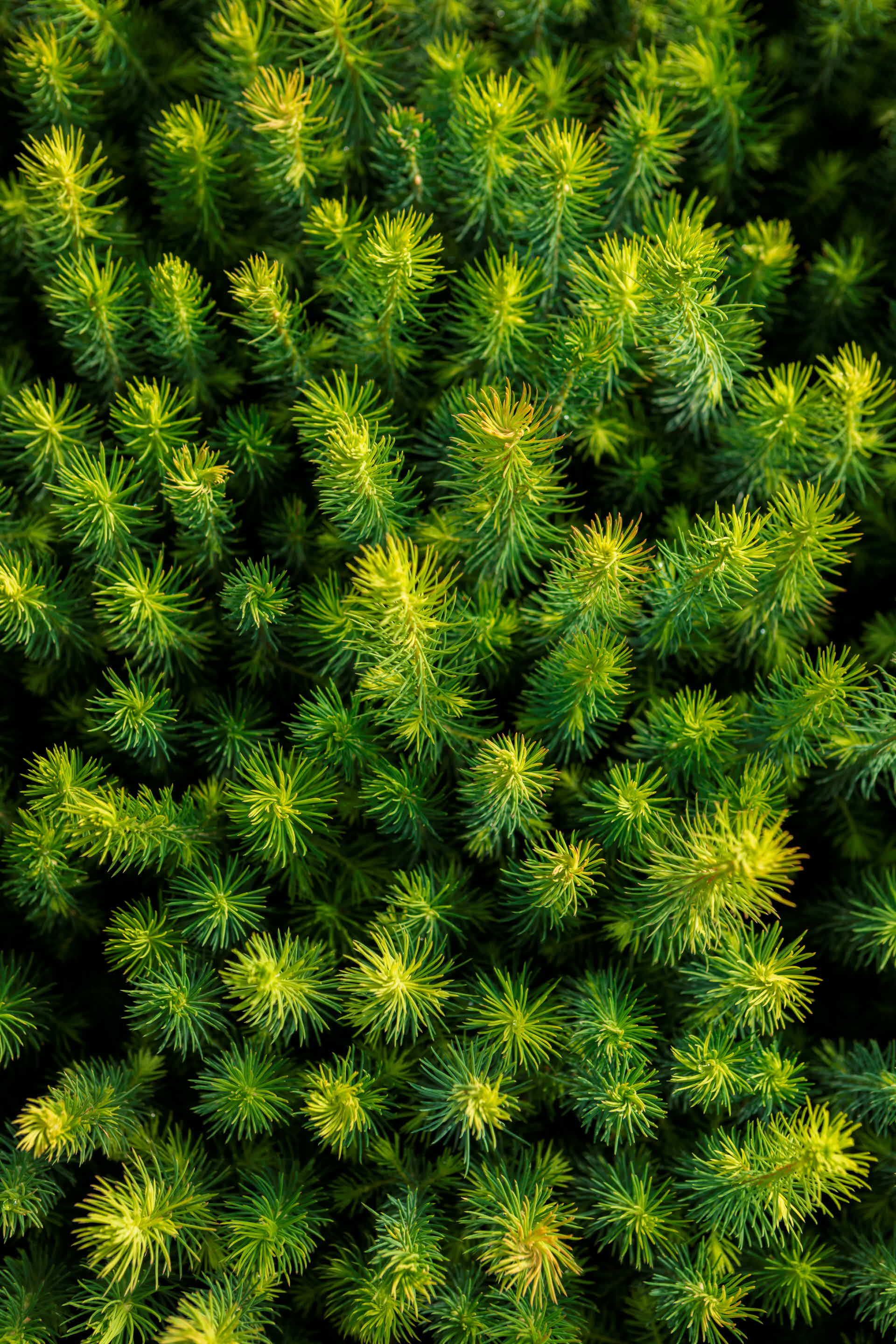 A pine forest.