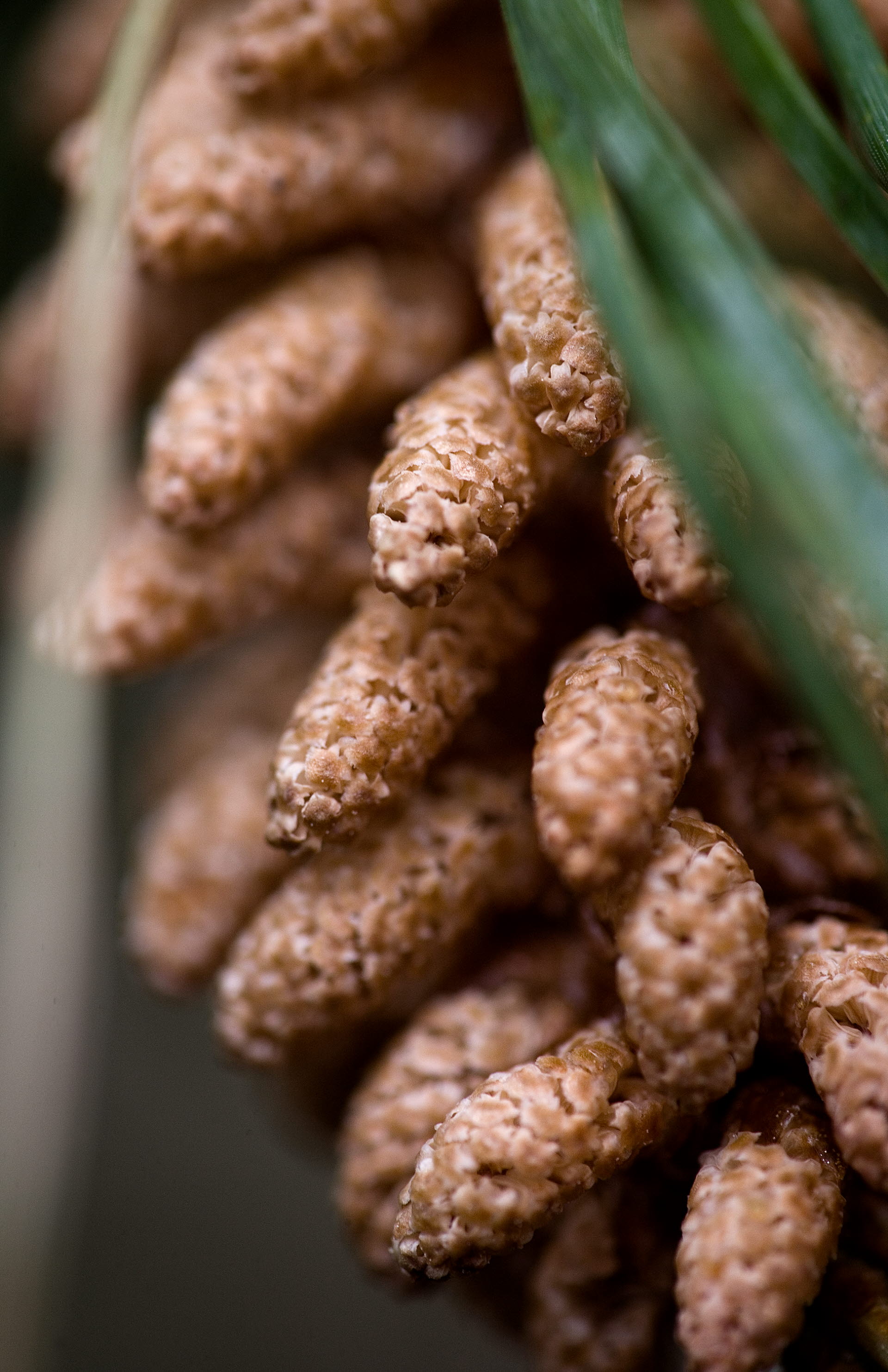 Närbild på en contortakvist.