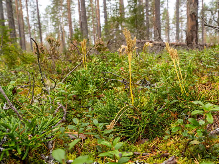 Mellanlummer (Lycopodium Zelleri)