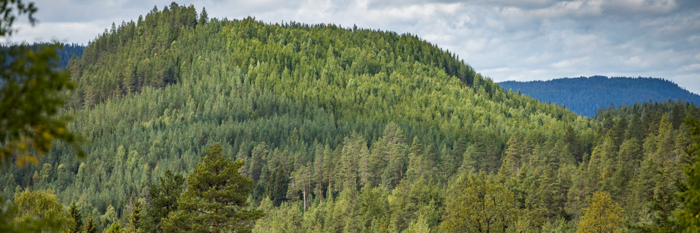 Skogsvy mot berg, forest on a mountain