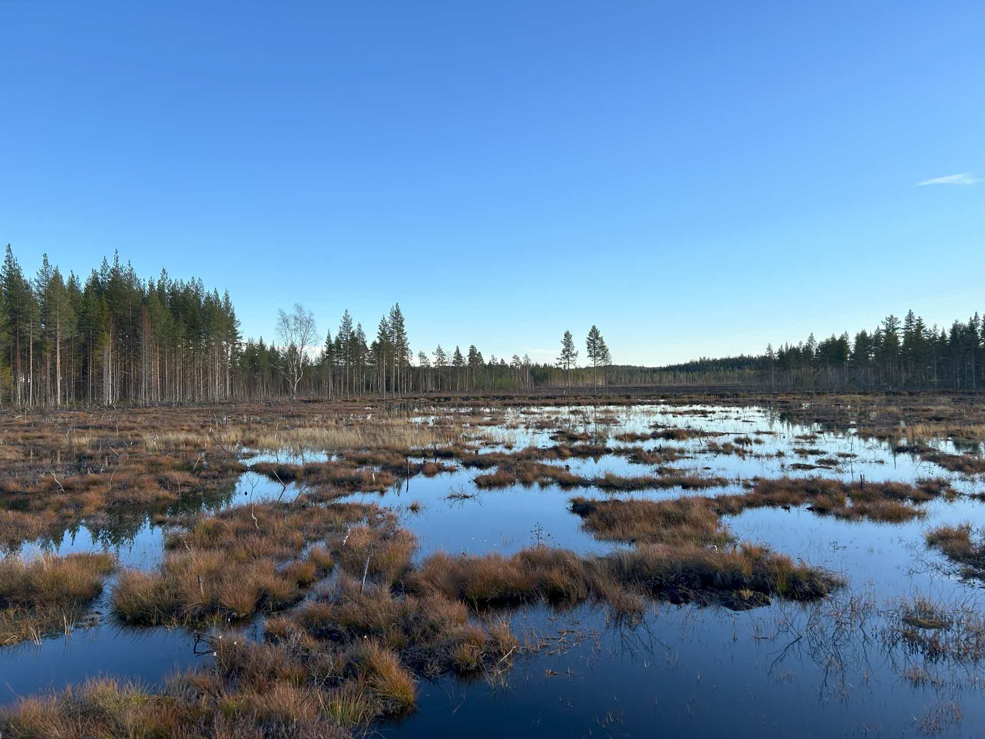 Återställd myr