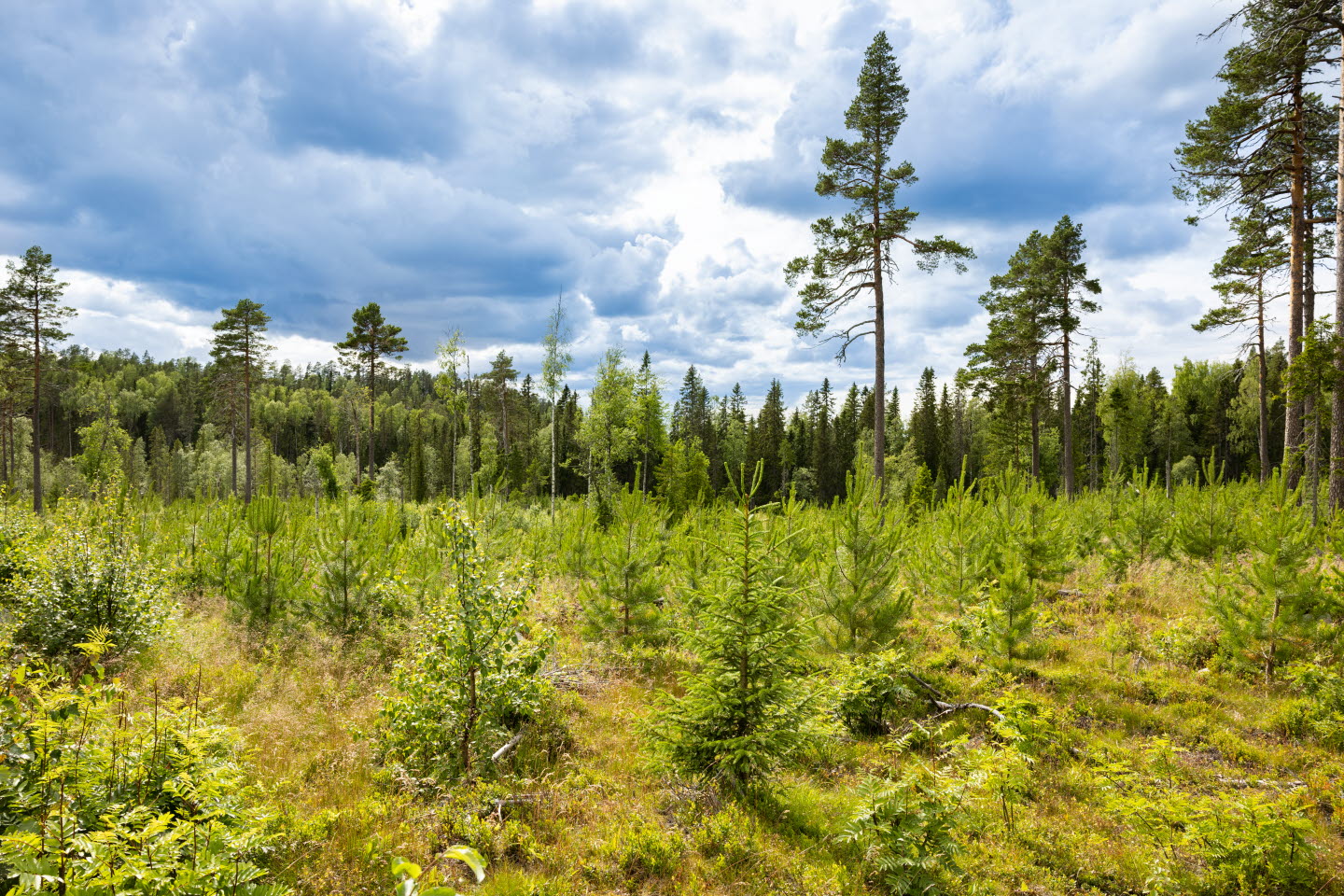 Ungskog tall Ångermanland sommaren 2022, i förgrunden syns även björk och gran