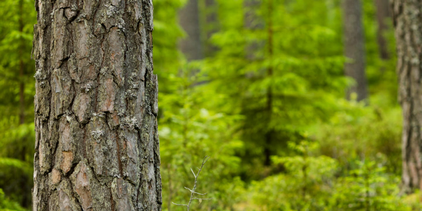 Tallstammar i skogen, Pine stems in the forest