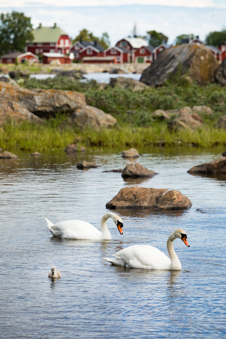 Swans at Lörudden